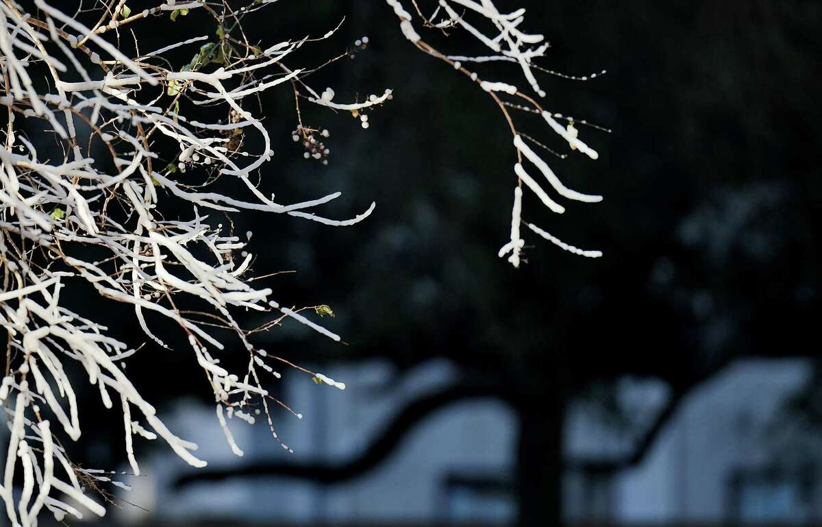 Tree branches downwind from the fountain at Bob Smith Park is coated in ice as temperatures remain below freezing on Friday, Dec. 23, 2022 in Houston.