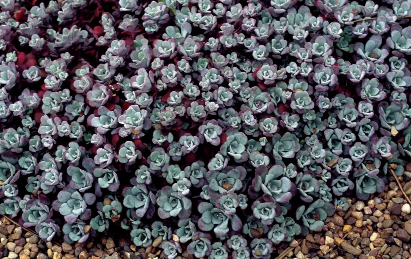 Ground Hugging Native ground covers add beauty, and pollinators, to your Bay Area garden