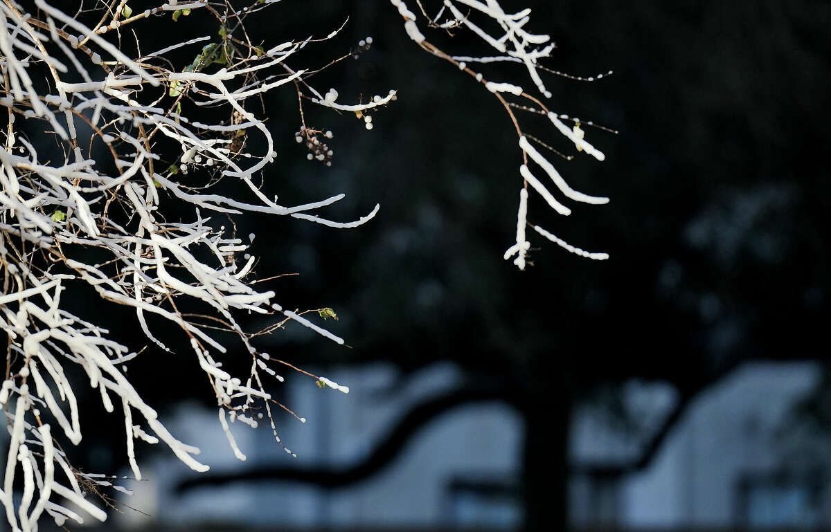 Tree branches downwind from the fountain astatine  Bob Smith Park is coated successful  crystal  arsenic  temperatures stay  beneath  freezing connected  Friday, Dec. 23, 2022 successful  Houston.