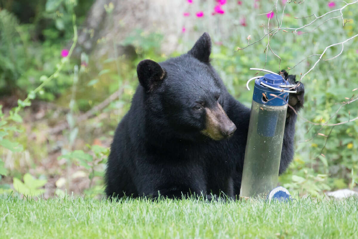 CT bear encounters on the rise: What to do if you see a bear