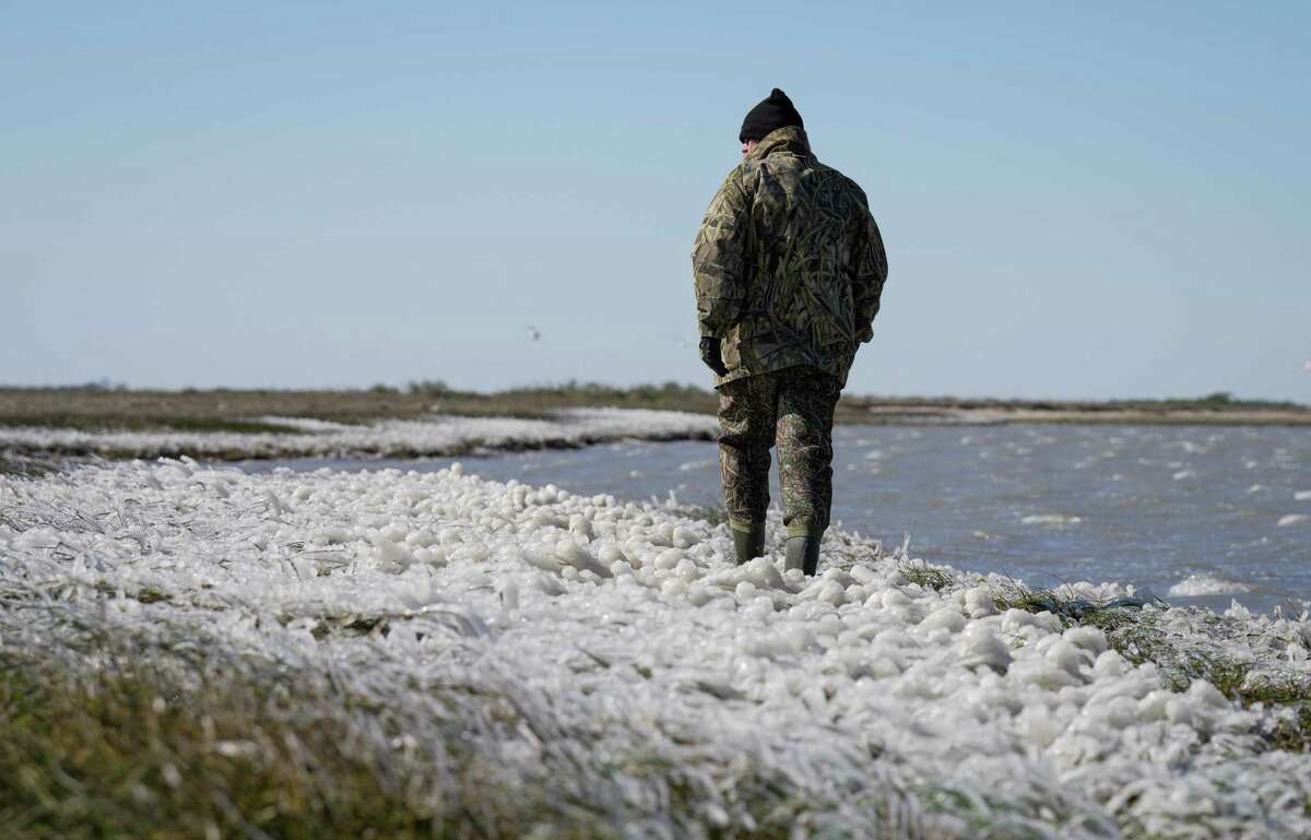 Justin Williams looking for cold-stunned turtles Friday, Dec. 23, 2022, on  Christmas Bay. Williams and lad   didn’t find   immoderate  turtles successful  the area, and were hoping the oversea  turtles had moved to larger and warmer h2o  earlier  the somesthesia  driblet  overnight.