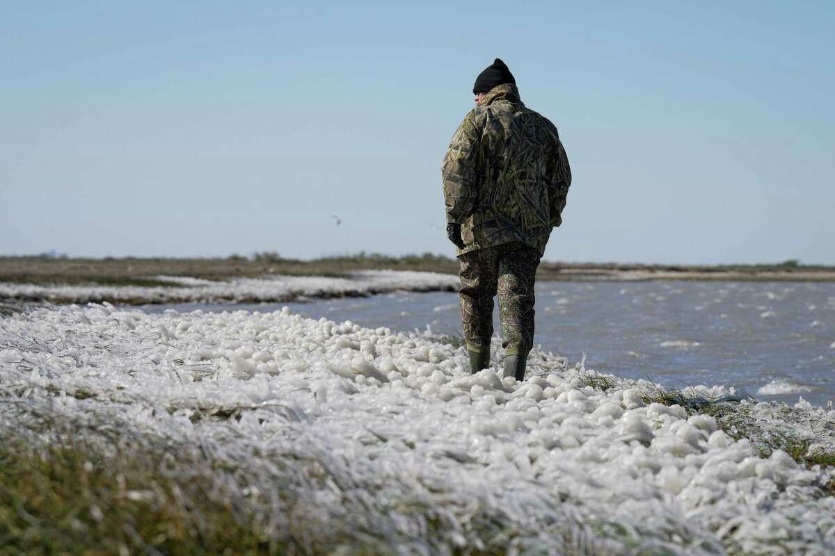 Story photo for Houston proves hardy during freeze.