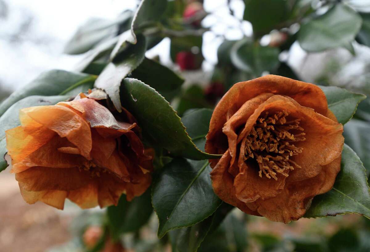 Camellia blossoms turn a wilted brown after a freeze, but the plants are cold hardy and will likely survive.