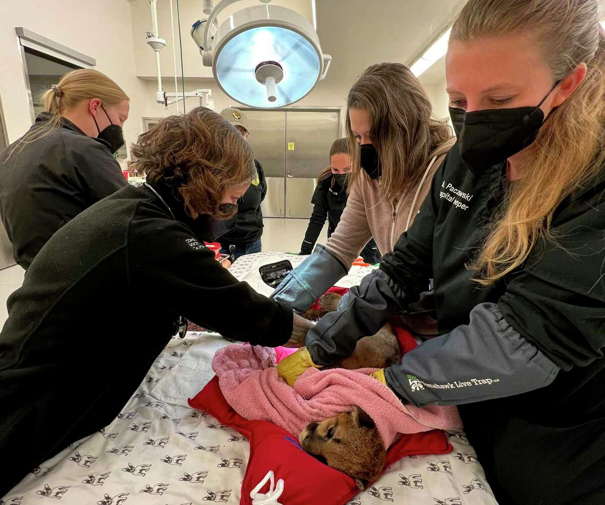In this photo provided by the Oakland Zoo, veterinarian staff attend to a mountain lion cub that was rescued in Santa Cruz, Calif., Monday, Dec. 19, 2022. Wildlife officials rescued the critically ill mountain lion cub in Northern California and veterinarians named her Holly for the holiday season as they treat her in intensive care, the Oakland Zoo said Tuesday. (Oakland Zoo via AP)