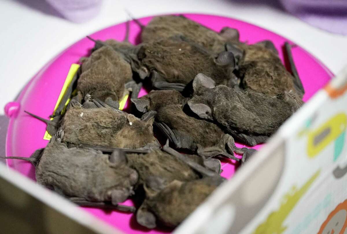 How animals at the Houston zoo and in the wild are surviving the freeze.