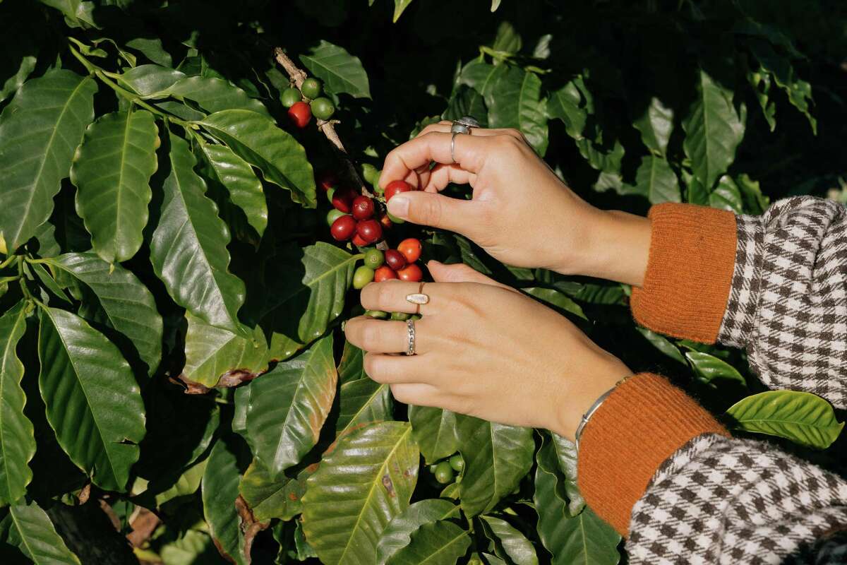 Coffee cherries are inspected at Frinj Coffee, a plantation in Goleta (Santa Barbara County). So far, the Southern California farm has not seen the coffee berry borer beetle in its fields.
