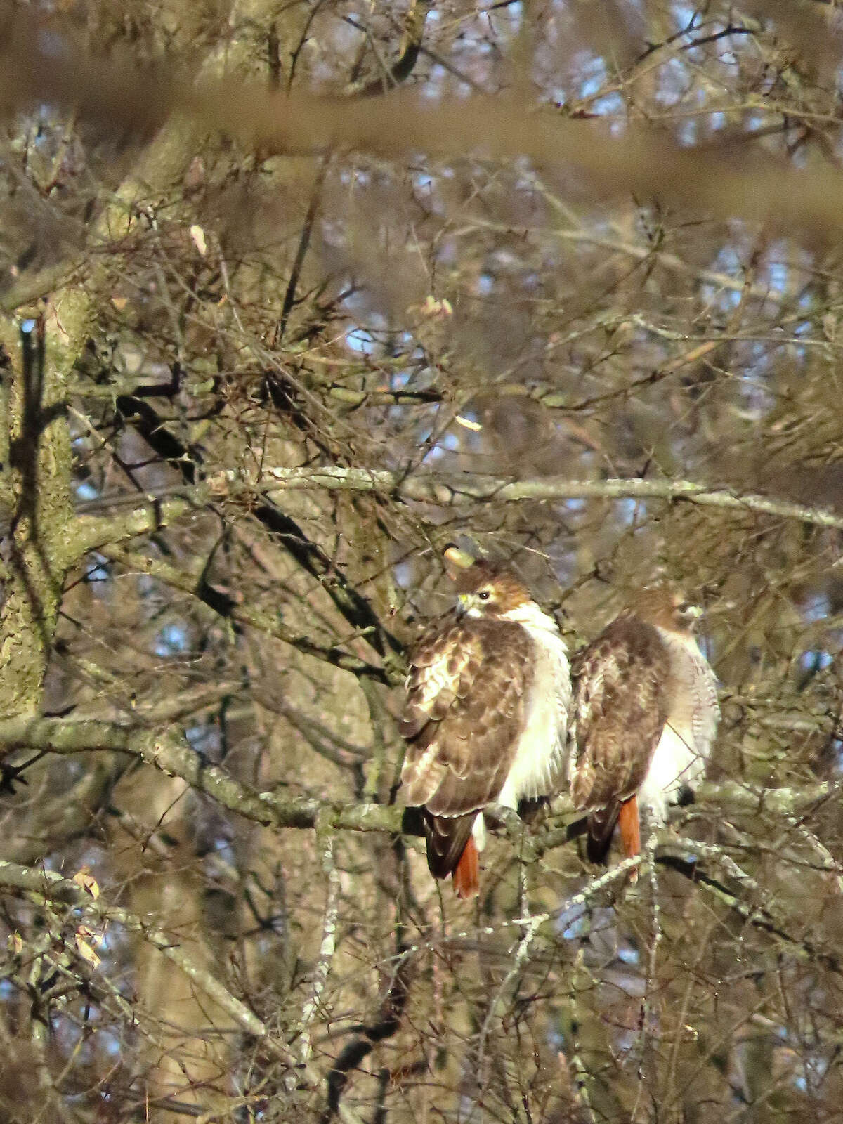 Red-tailed hawks huddle together against the temperatures during the weekend cold snap.