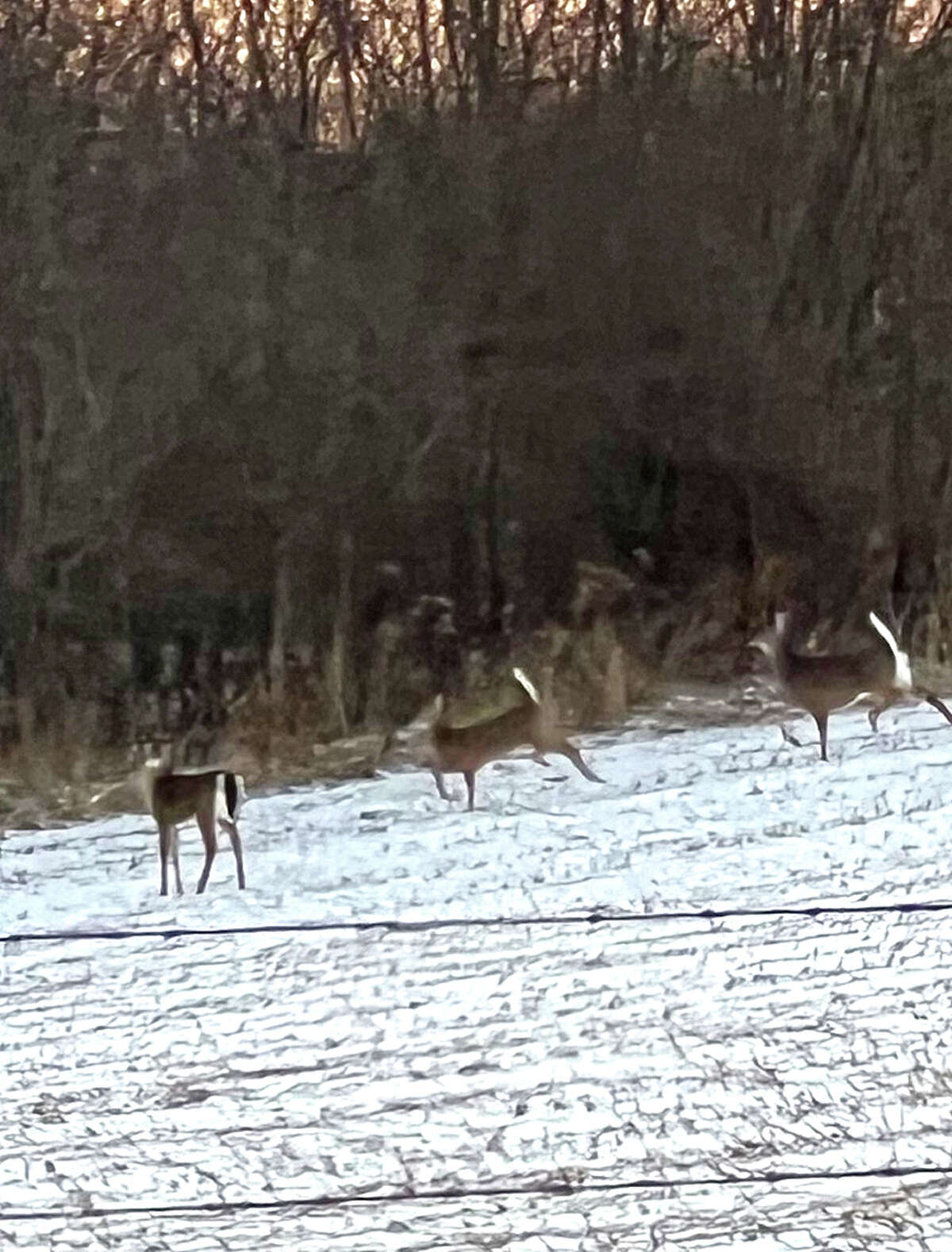 Deer make their way home across a snow-covered field.
