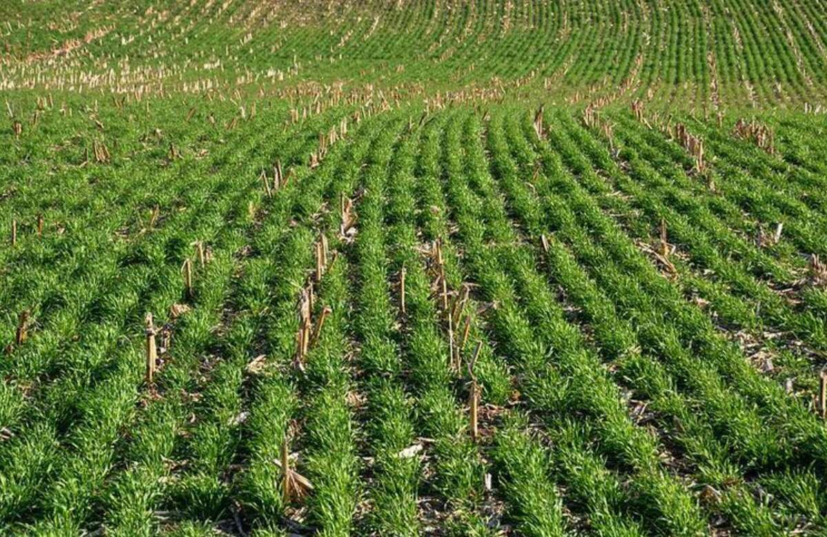 More cover crops like the rye shown here are being planted by farmers to reduce erosion and increase soil health.