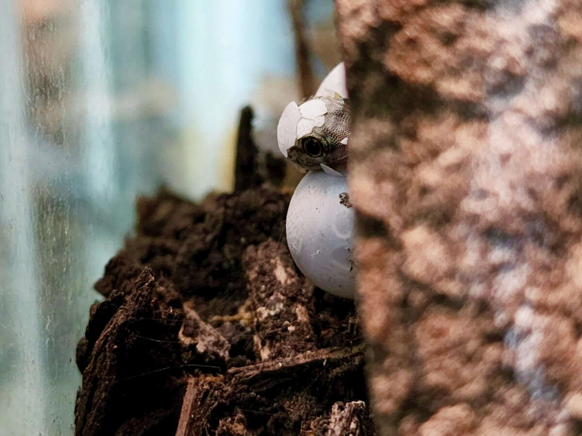 San Antonio Zoo won a national award from the Zoological Association of America for being the country's only institution known to have successfully bred psychedelic rock geckos.