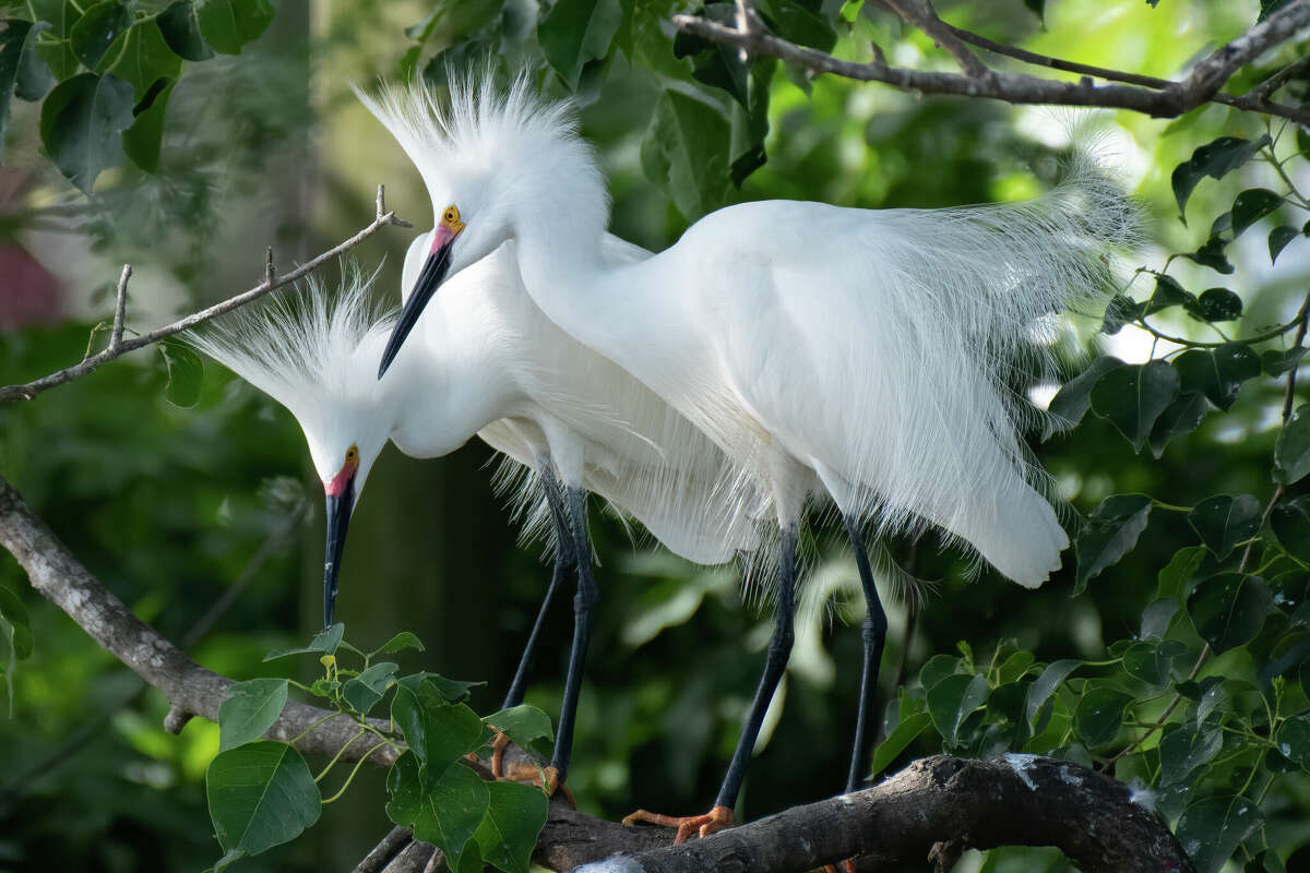 Story photo for Birding spots in Pearland, Alvin offer look at numerous species.