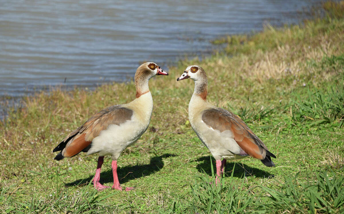 While not native to Texas, Egyptian geese can be found at Resoft Park in Alvin. 