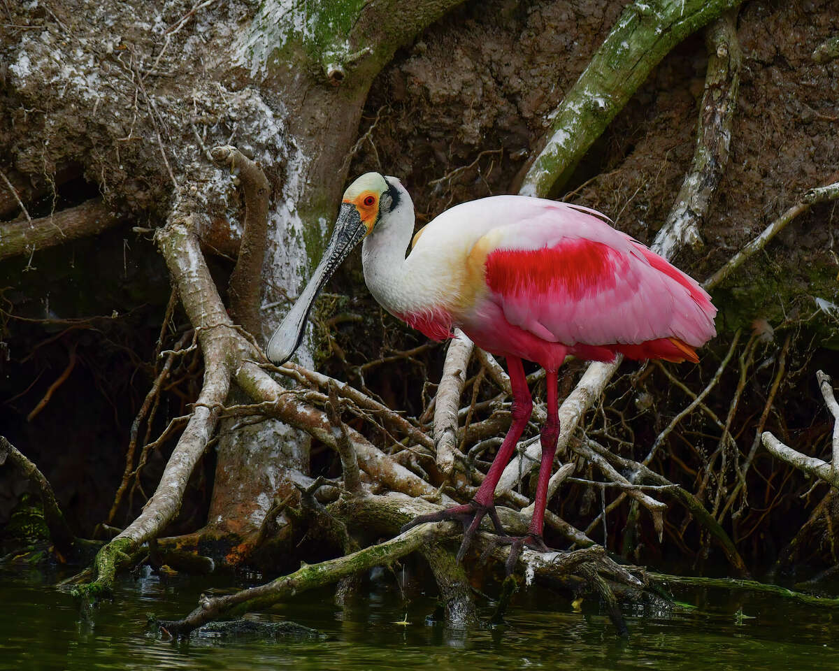 A roseate spoonbill adds a splash of color to Resoft Park. 