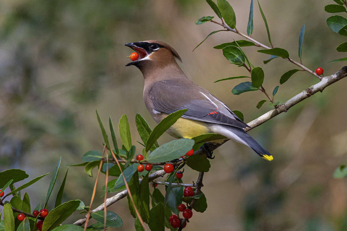 Cedar waxwings are fruit eating bird. They will devour all the ripe berries on a yaupon bush. Photo Credit: Kathy Adams Clark. Restricted use.