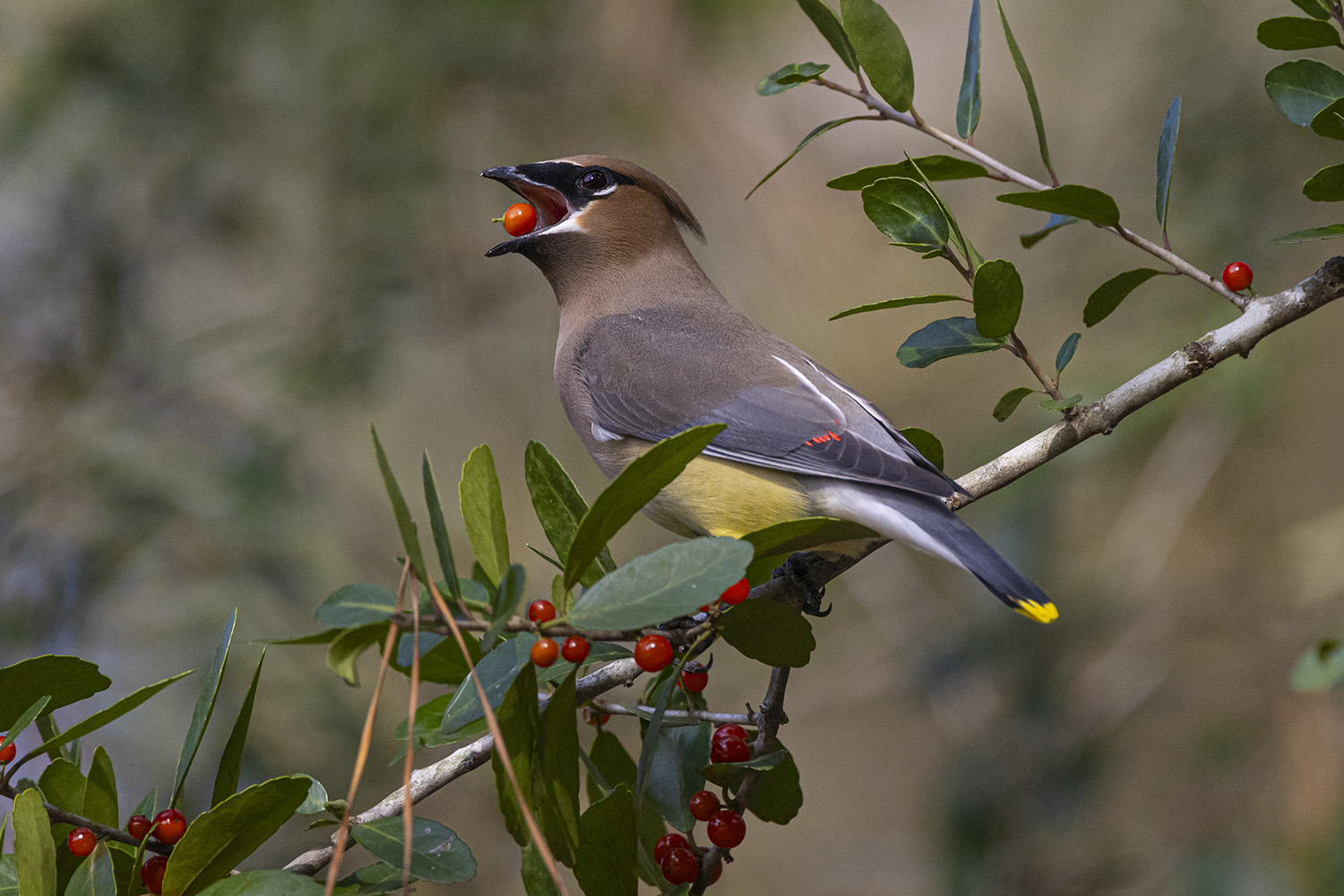 Cedar Waxwings Flock To Houston For The New Year