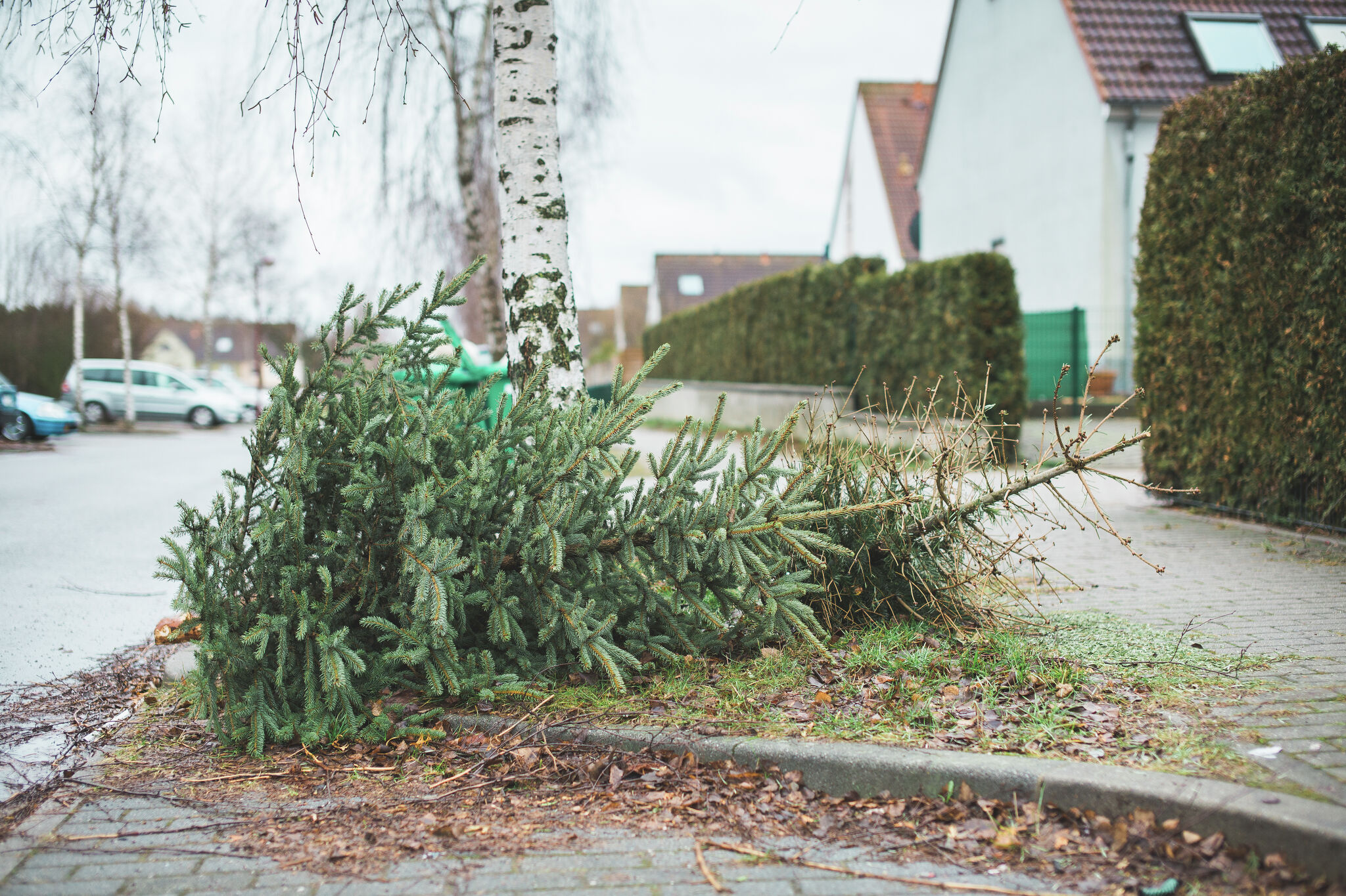 Christmas tree pickups are next week in South Jacksonville