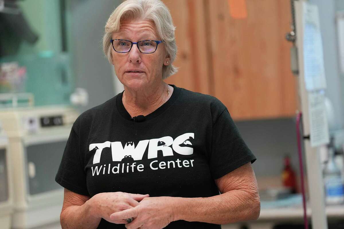 Mary Warwick, wildlife director for the Houston Humane Society, talks about the Mexican free-tailed bat as some recover in incubators at the facility on Tuesday, Dec. 27, 2022, in Houston.