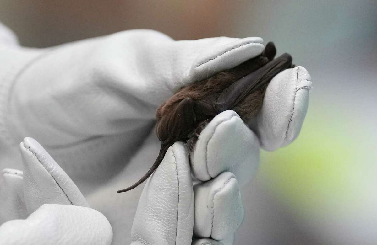 Recuperated Waugh Bridge bats to be released Wednesday