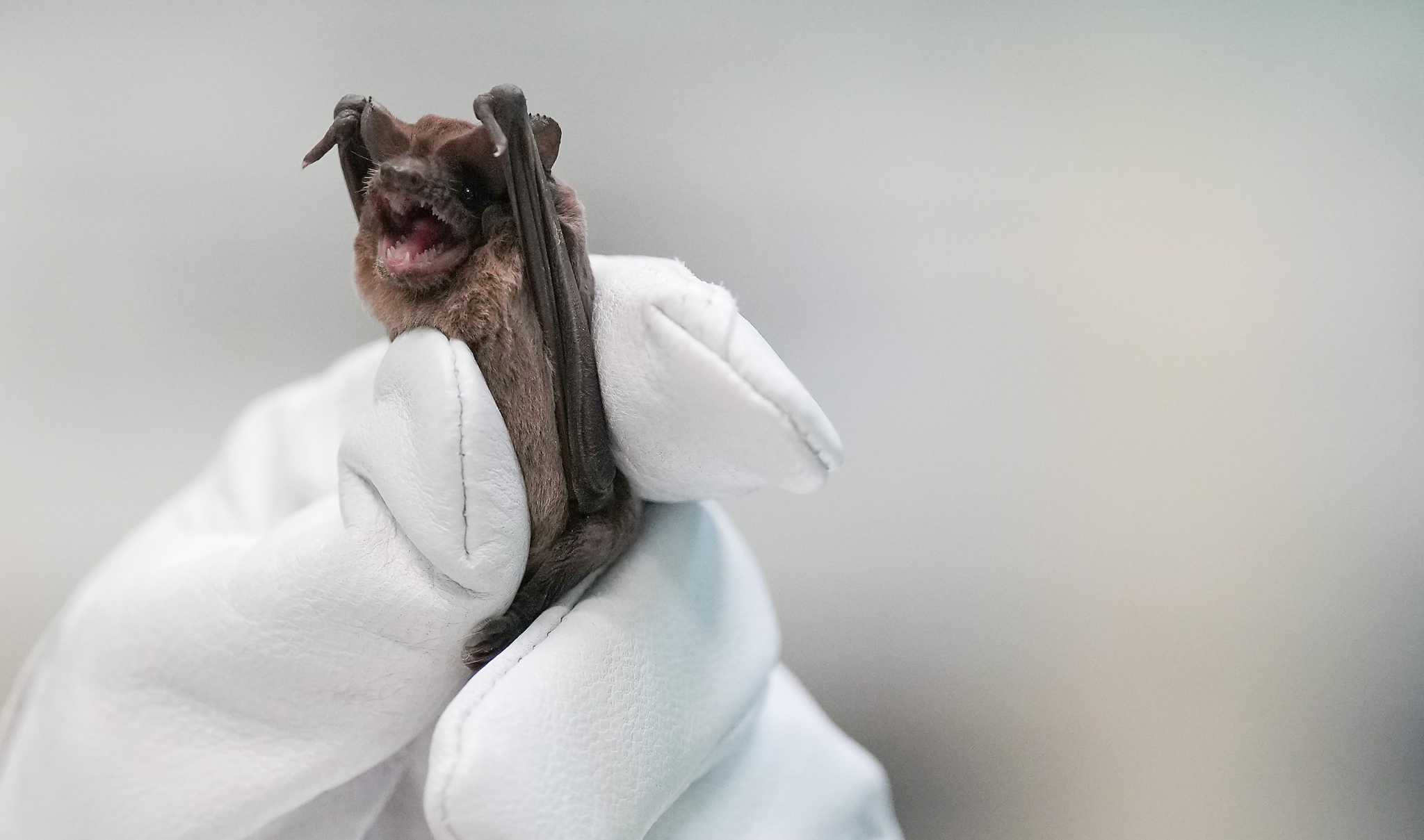 Recuperated Waugh Bridge bats to be released Wednesday