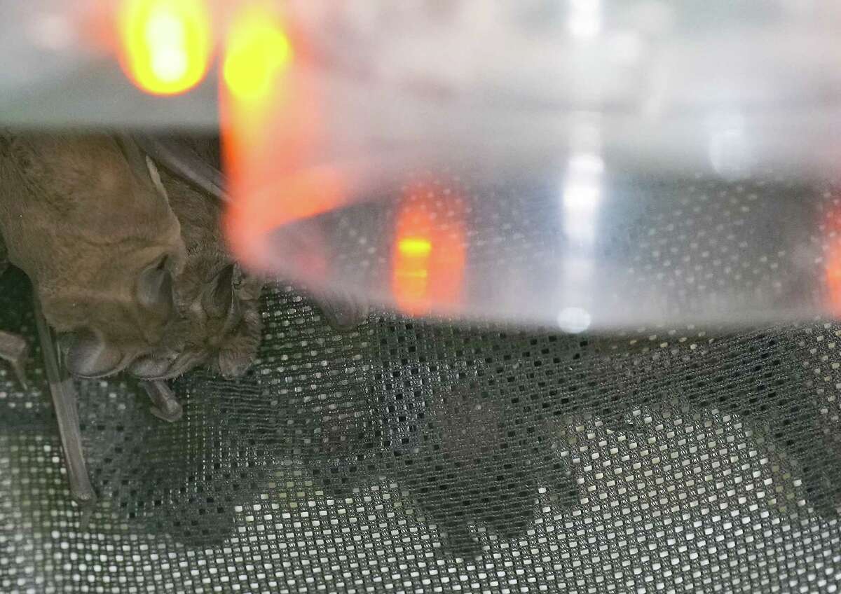 Recuperated Waugh Bridge bats to be released Wednesday