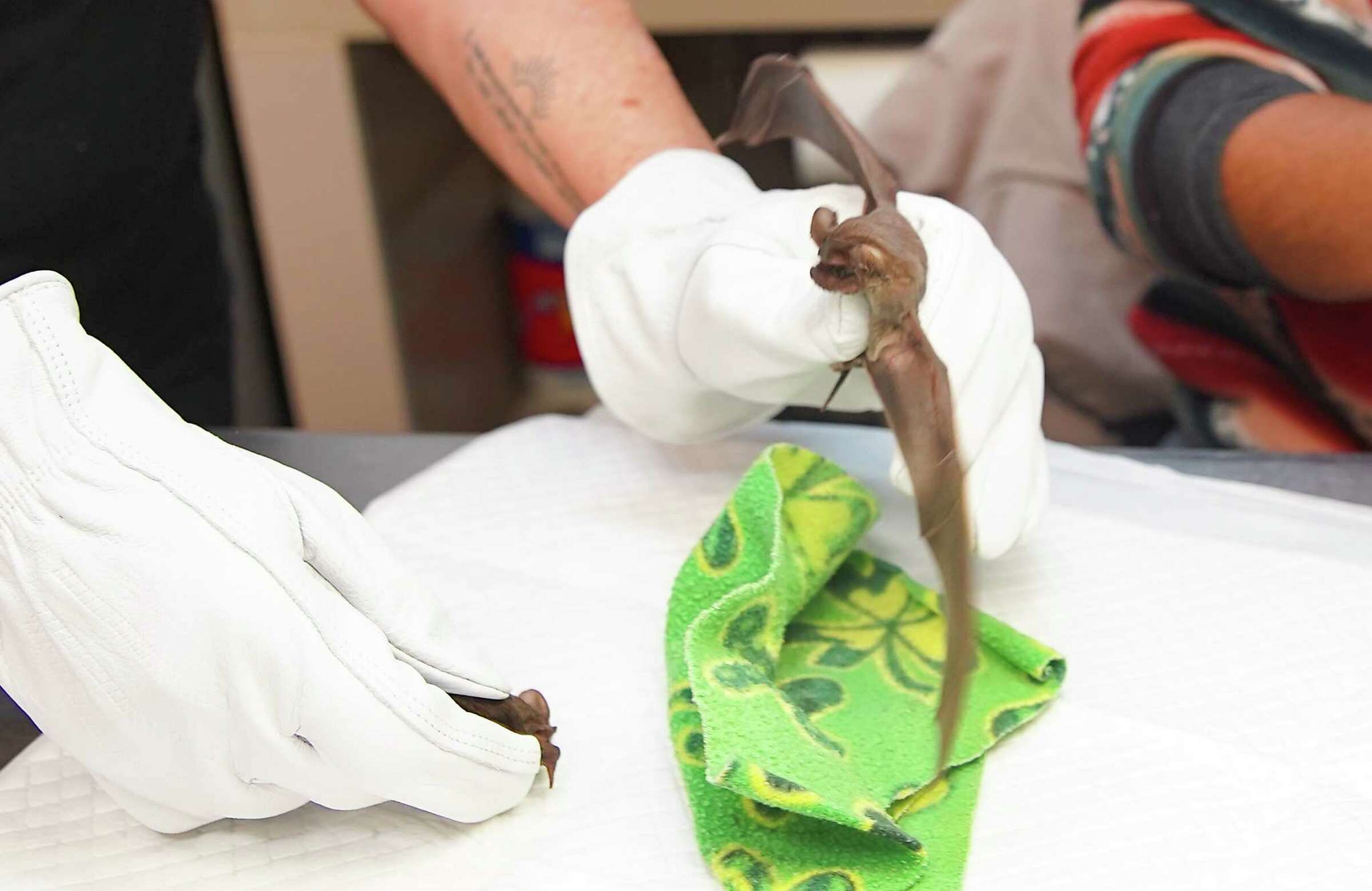 Houston's (now unfrozen) Waugh Bridge bats released back into the wild