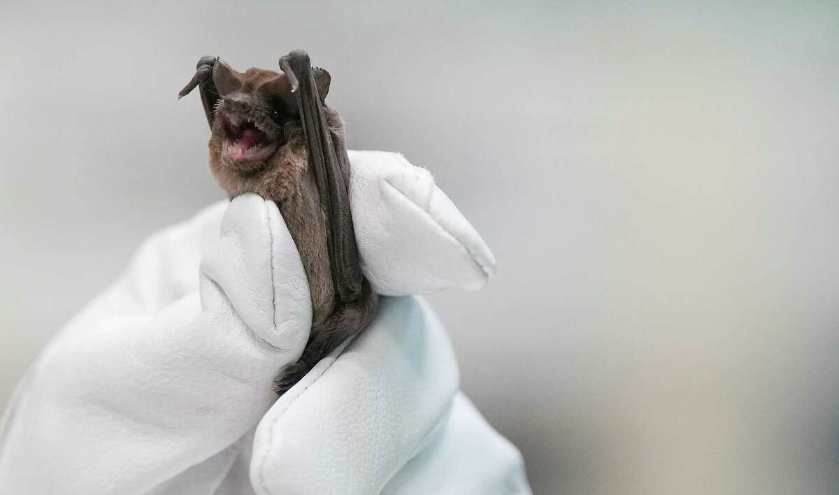 Mary Warwick, wildlife director for the Houston Humane Society, holds a Mexican free-tailed bat as it recovers from last week’s freeze on Tuesday, Dec. 27, 2022 in Houston. The freezing temperatures caused the bats to go into hypothermic shock, lose their grip on their habitat and fall to the ground. Over 1500 bats were rescued from the Waugh Street Bridge and in Pearland since Friday. The public is welcome to watch them release almost 700 of bats on Wednesday at 5:30 at Waugh Street Bridge in Houston.