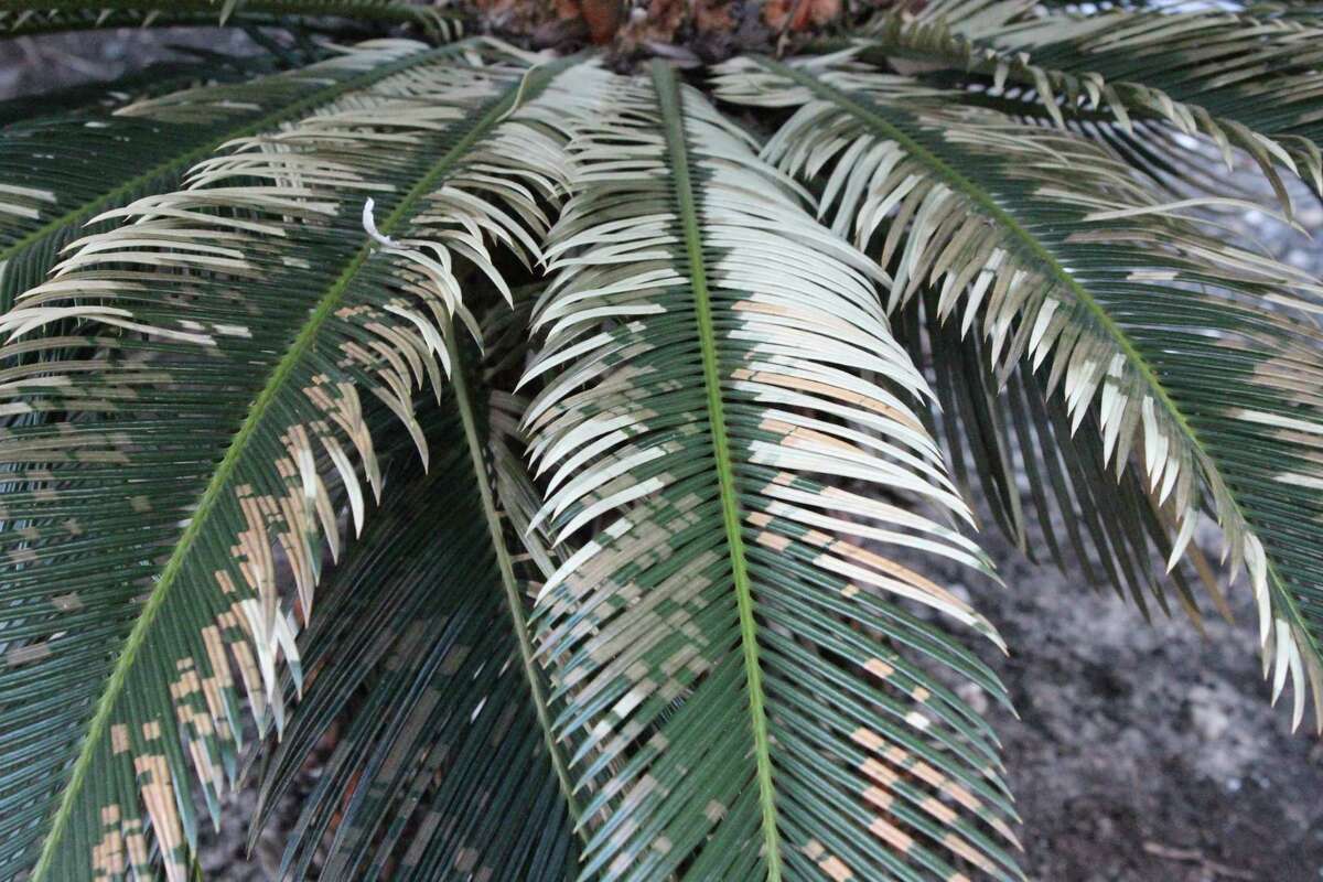 The freeze damaged sago palms, but they could come back from the crown.
