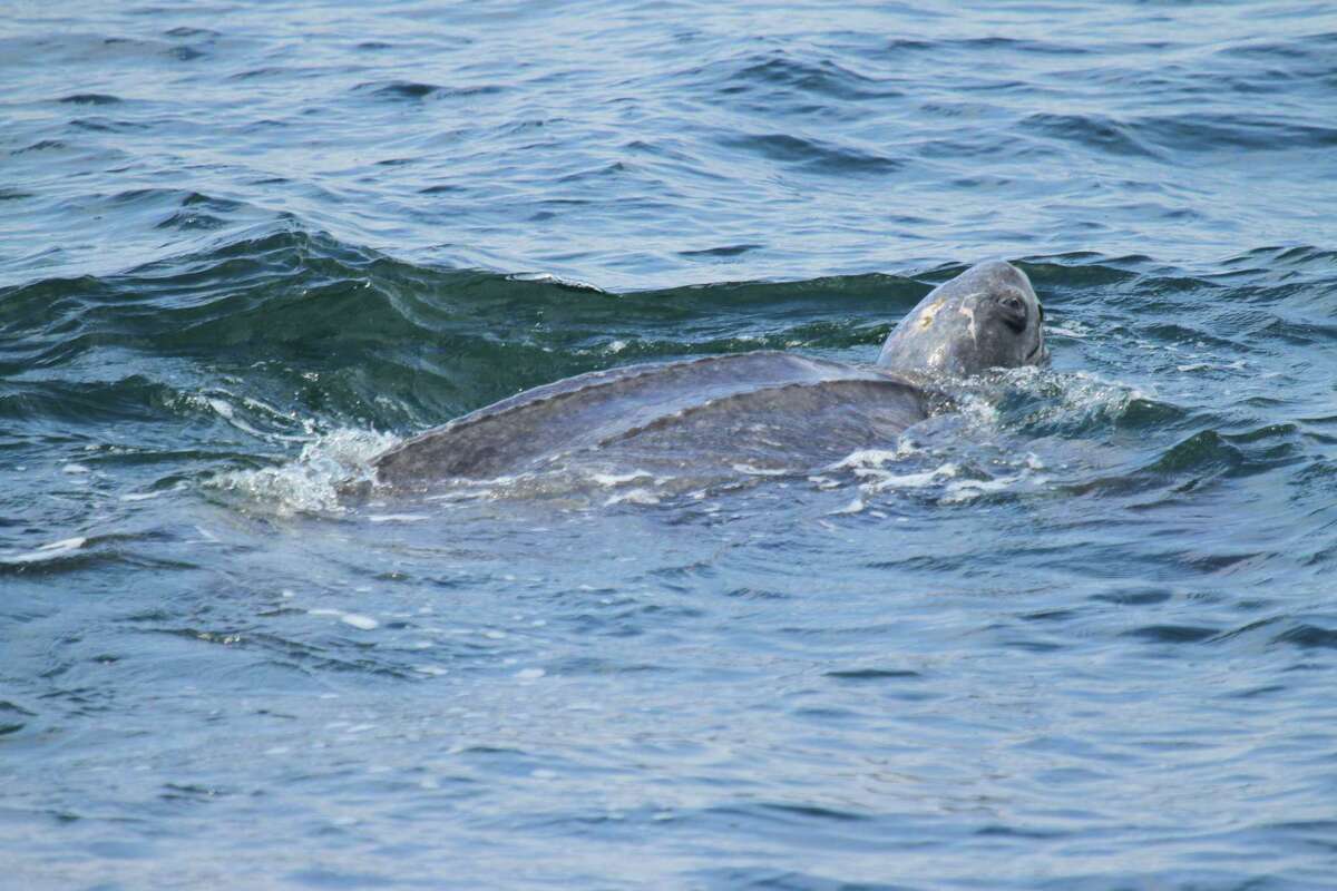 A male Pacific leatherback sea turtle is seen off the coast of Half Moon Bay in September. The endangered sea turtle can get caught in drift gillnets.