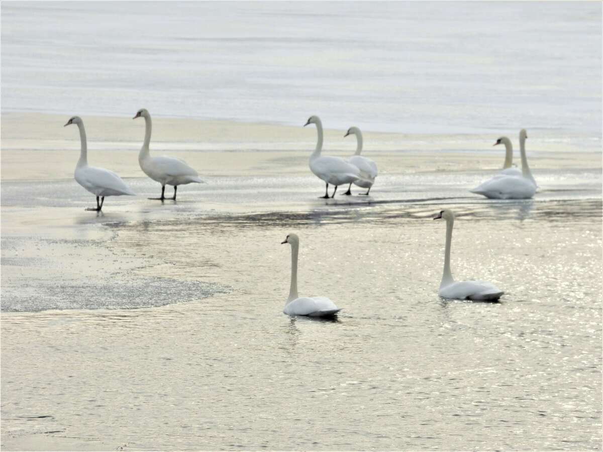 Mute swans congregate near open water on Manistee Lake on Dec. 28.