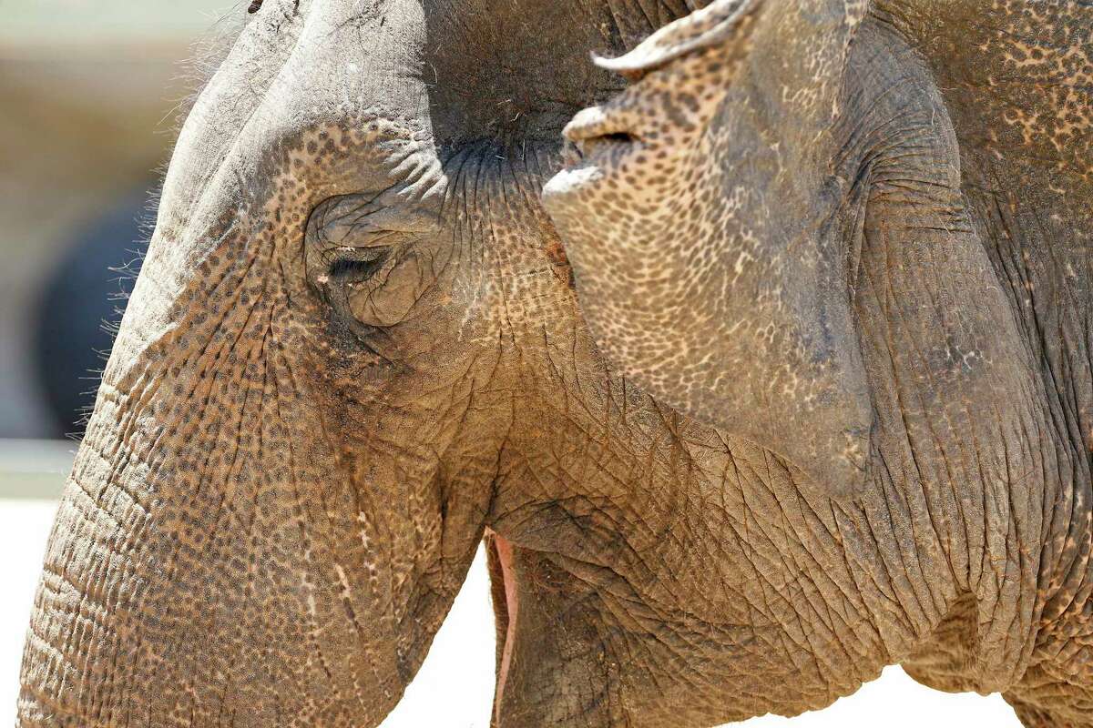 Lucky the elephant at the San Antonio Zoo in 2017. The Asian elephant was one of the oldest in the country.