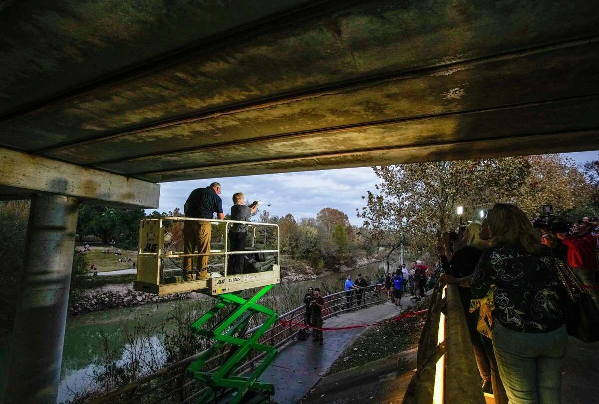 Houston's (now unfrozen) Waugh Bridge bats released back into the wild
