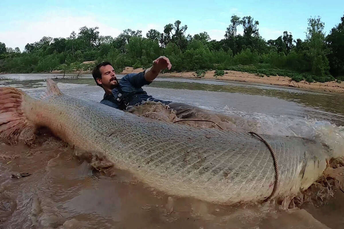 Story photo for Catch a giant alligator gar? Here's what to do next.