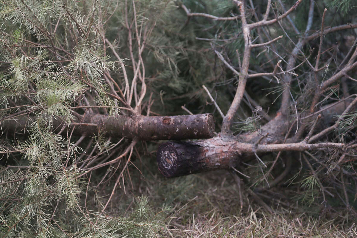 Christmas tree recycling drop off sites in Houston