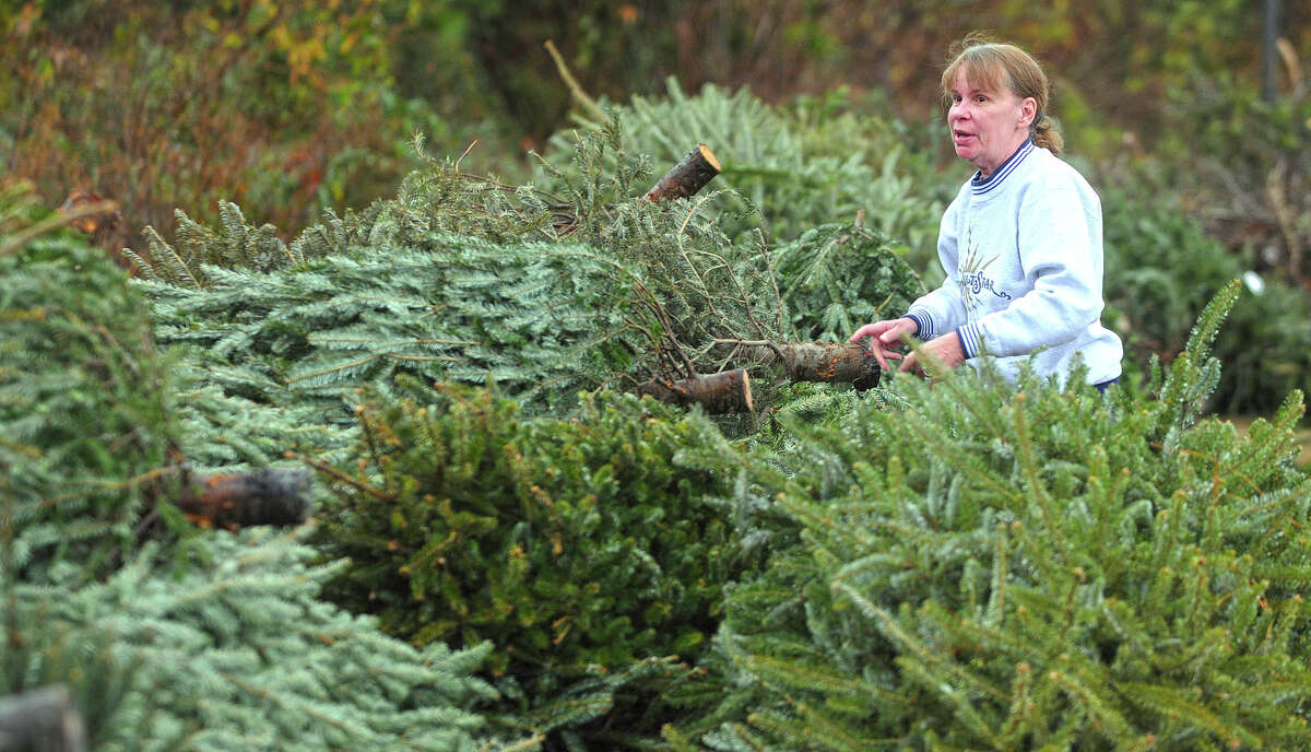 Go, Christmas tree: Post-holiday disposal turns eco-friendly