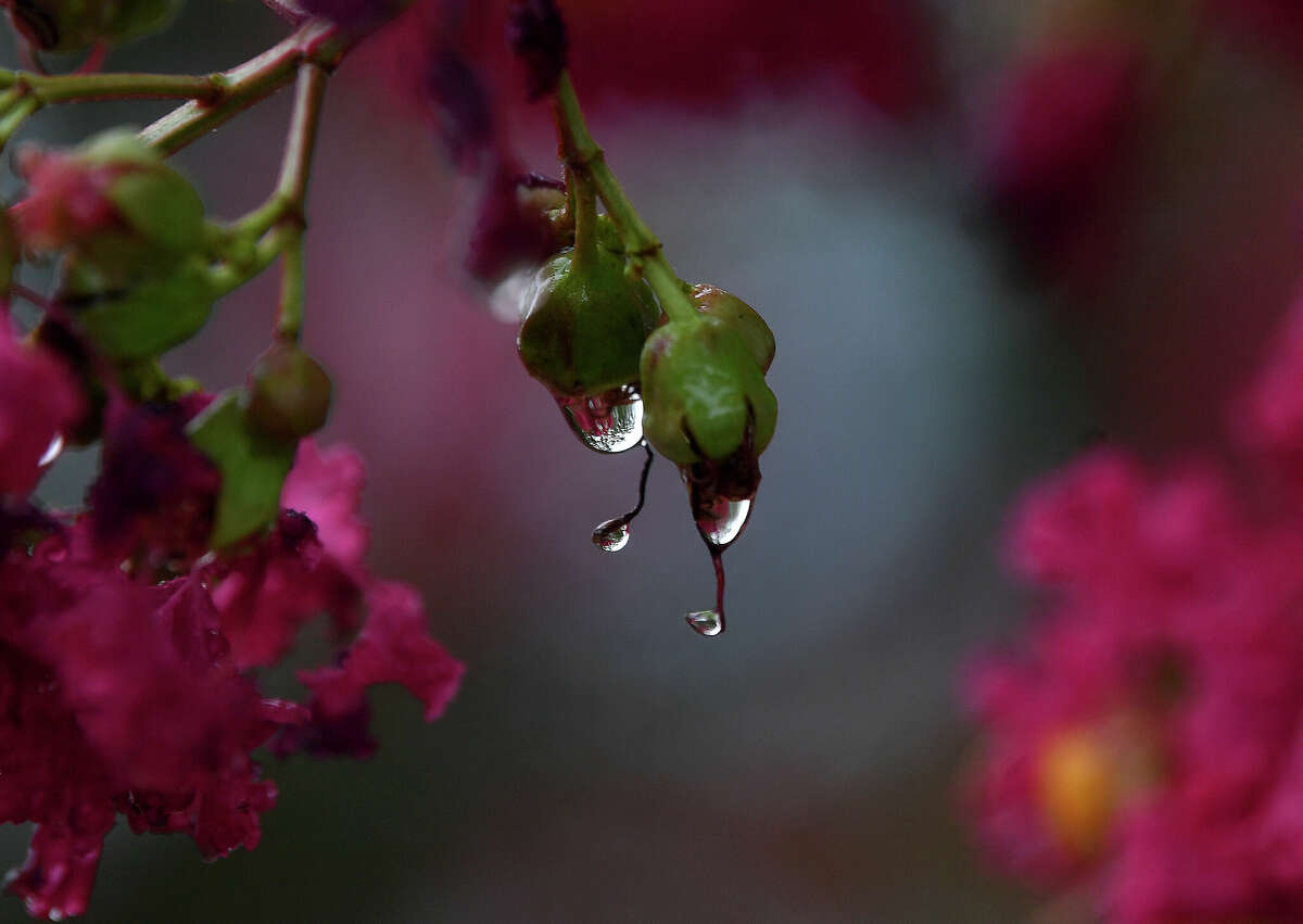 Raindrops dangle from buds and blossoms as morning showers persist Thursday. Rain is forecast possibly through the weekend, bringing some much-needed moisture to the recent drought conditions. Photo made Thursday, June 30, 2022. Kim Brent/The Enterprise