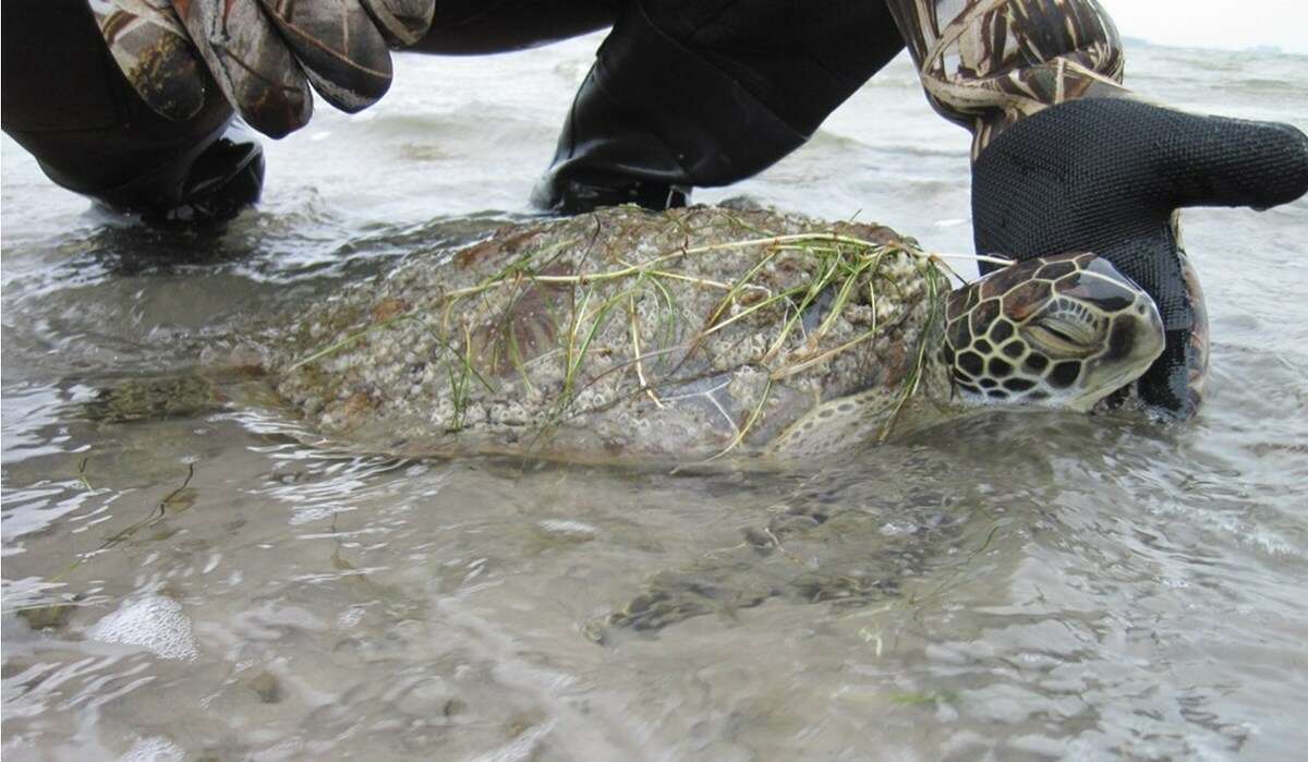 Texas rescue shelters and officials saved many cold-stunned sea turtles from chilly temperatures last weekend.