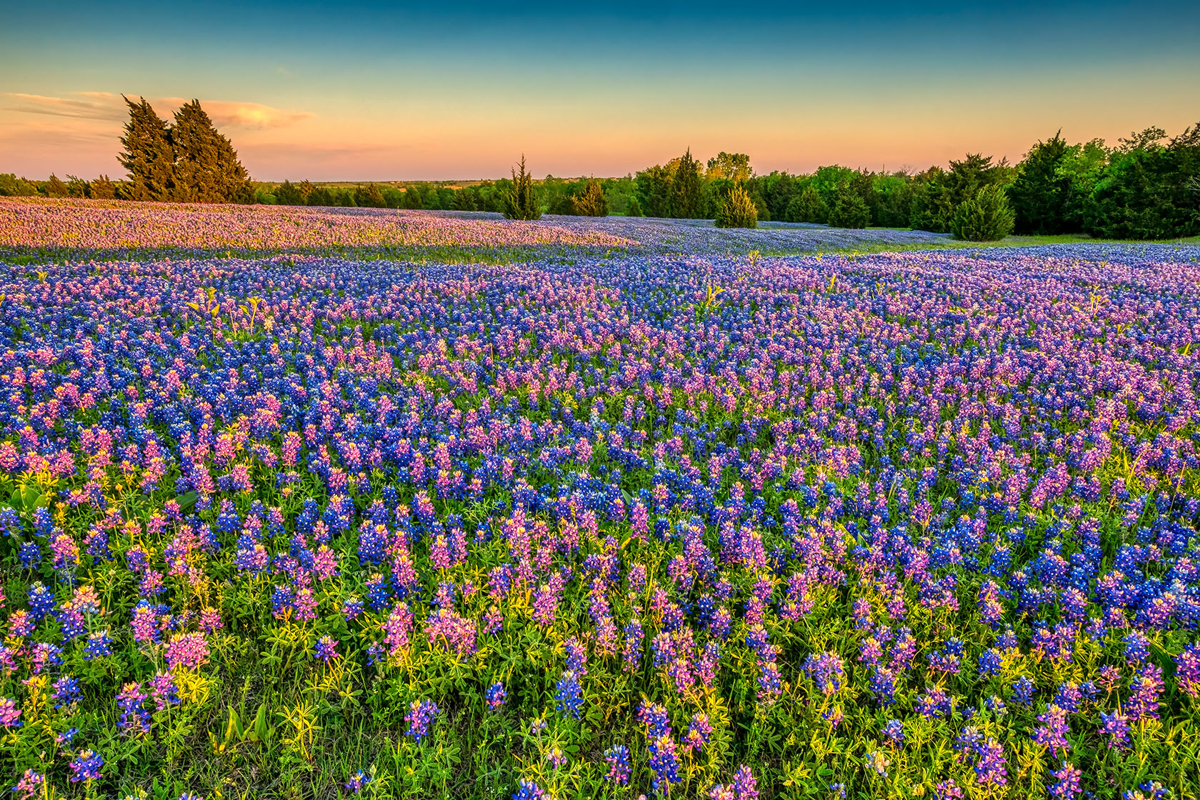 2024年德克萨斯州的蓝花季将是一个“辉煌的年份”