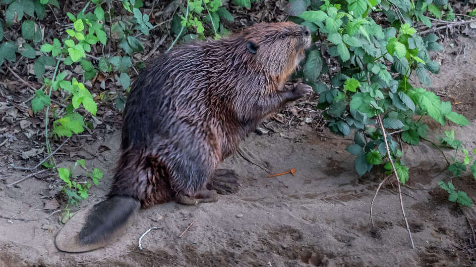 Beavers are making a comeback in the San Francisco Bay Area