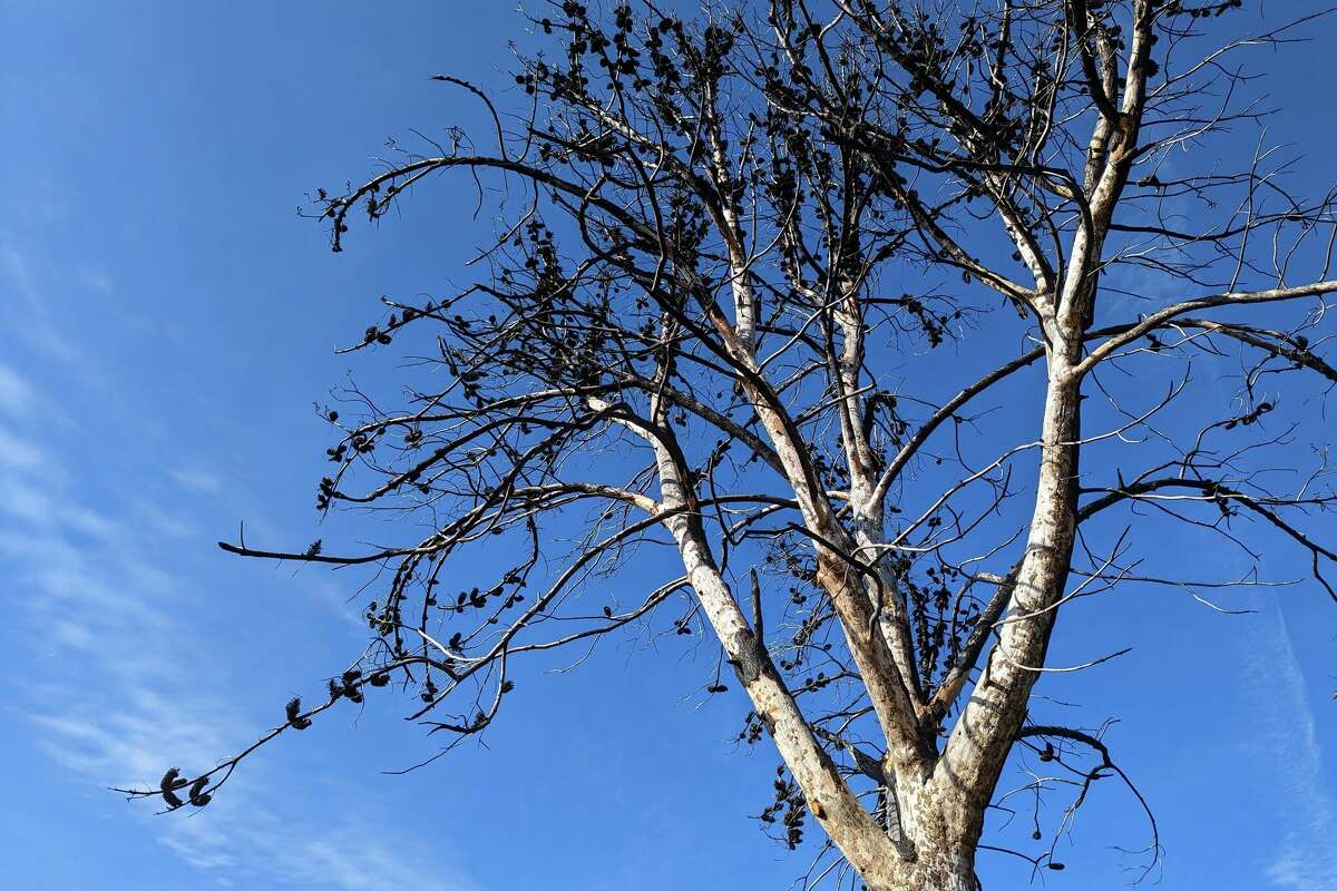 The San Vicente Redwoods in Santa Cruz County is a tribute to wildfire perseverance.