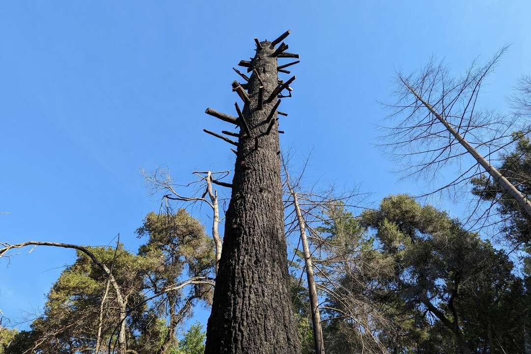 A new redwoods hiking area opened. It is beautiful and harrowing