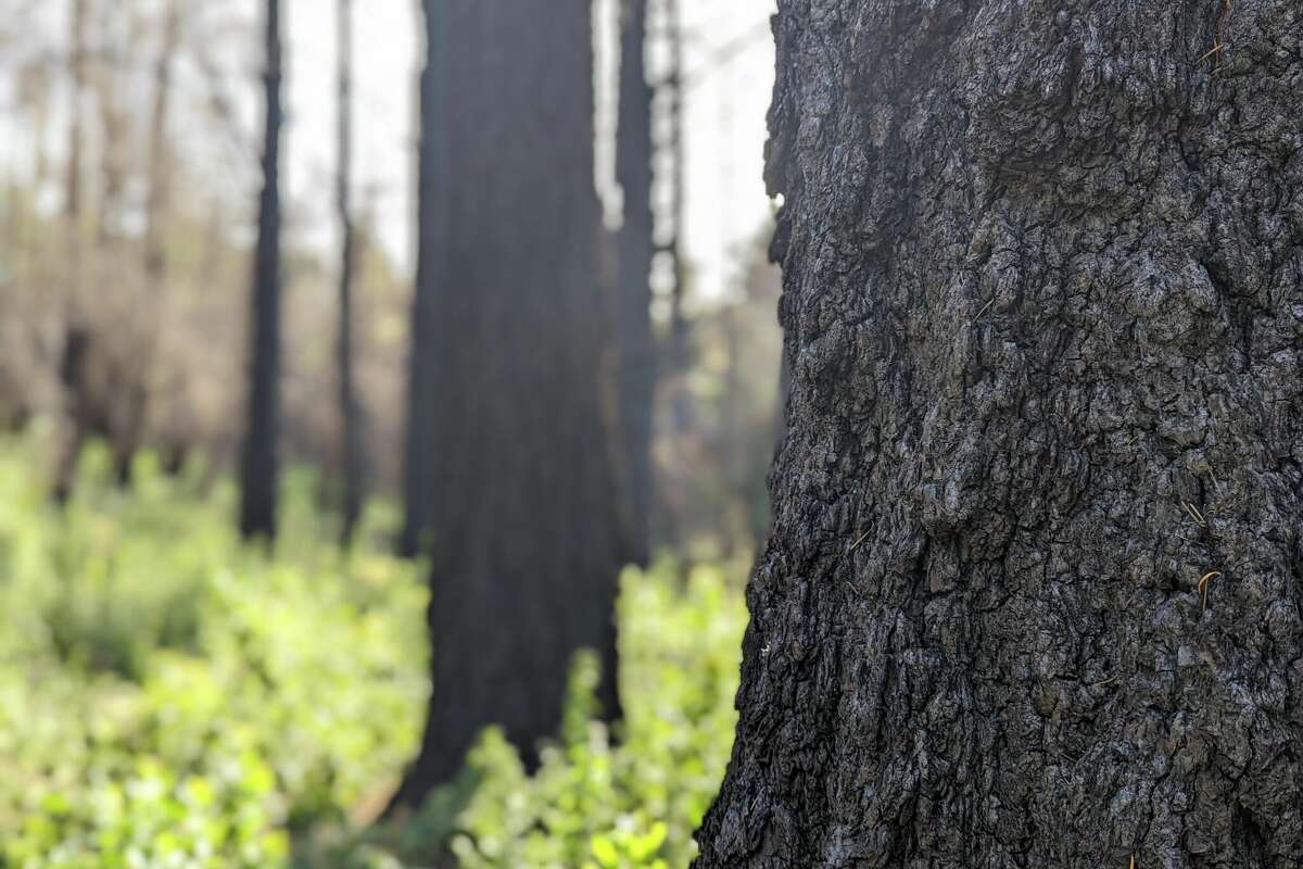 The San Vicente Redwoods in Santa Cruz County is a tribute to wildfire perseverance.