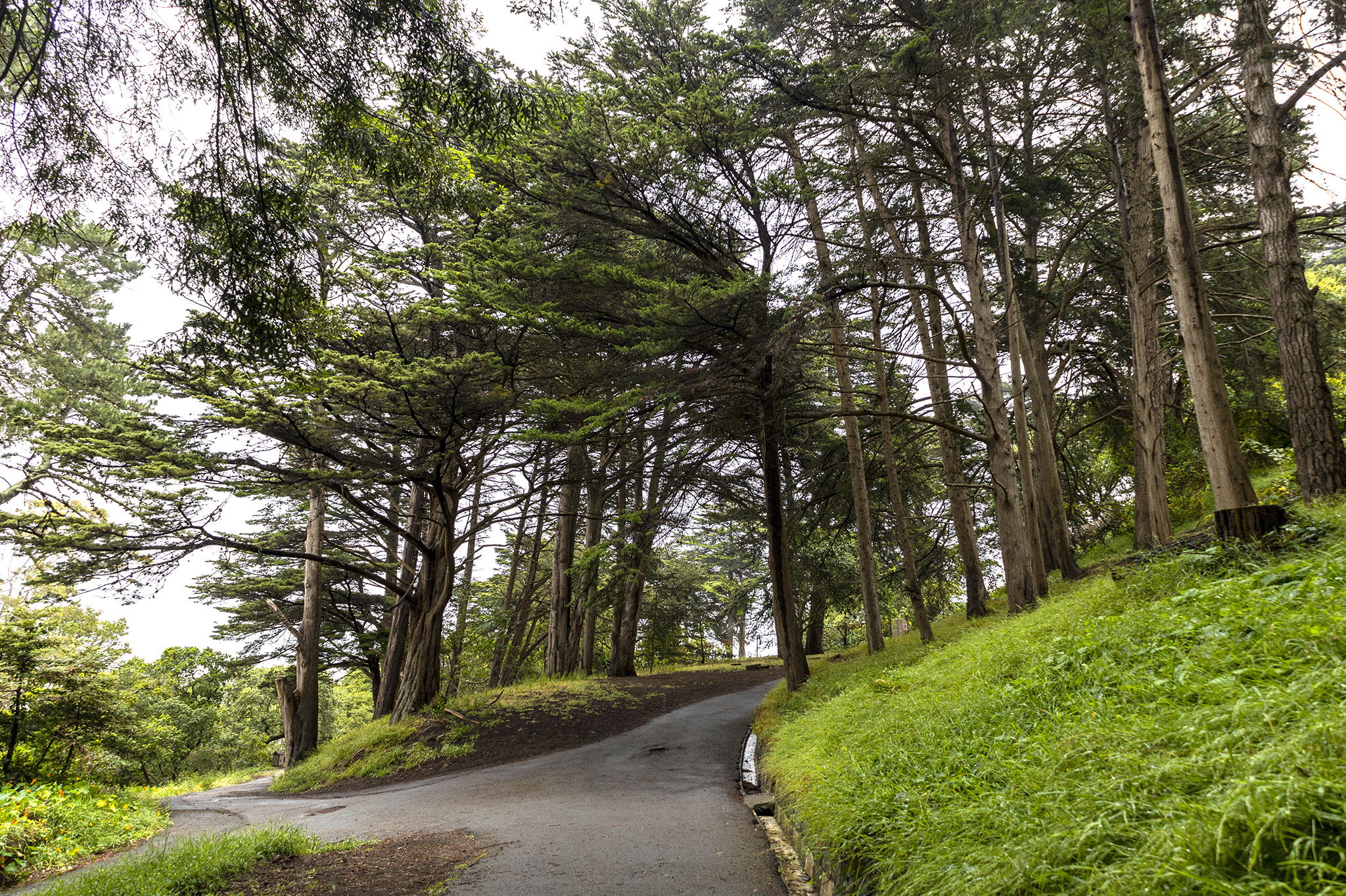 San Francisco park experiences gay cruising renaissance