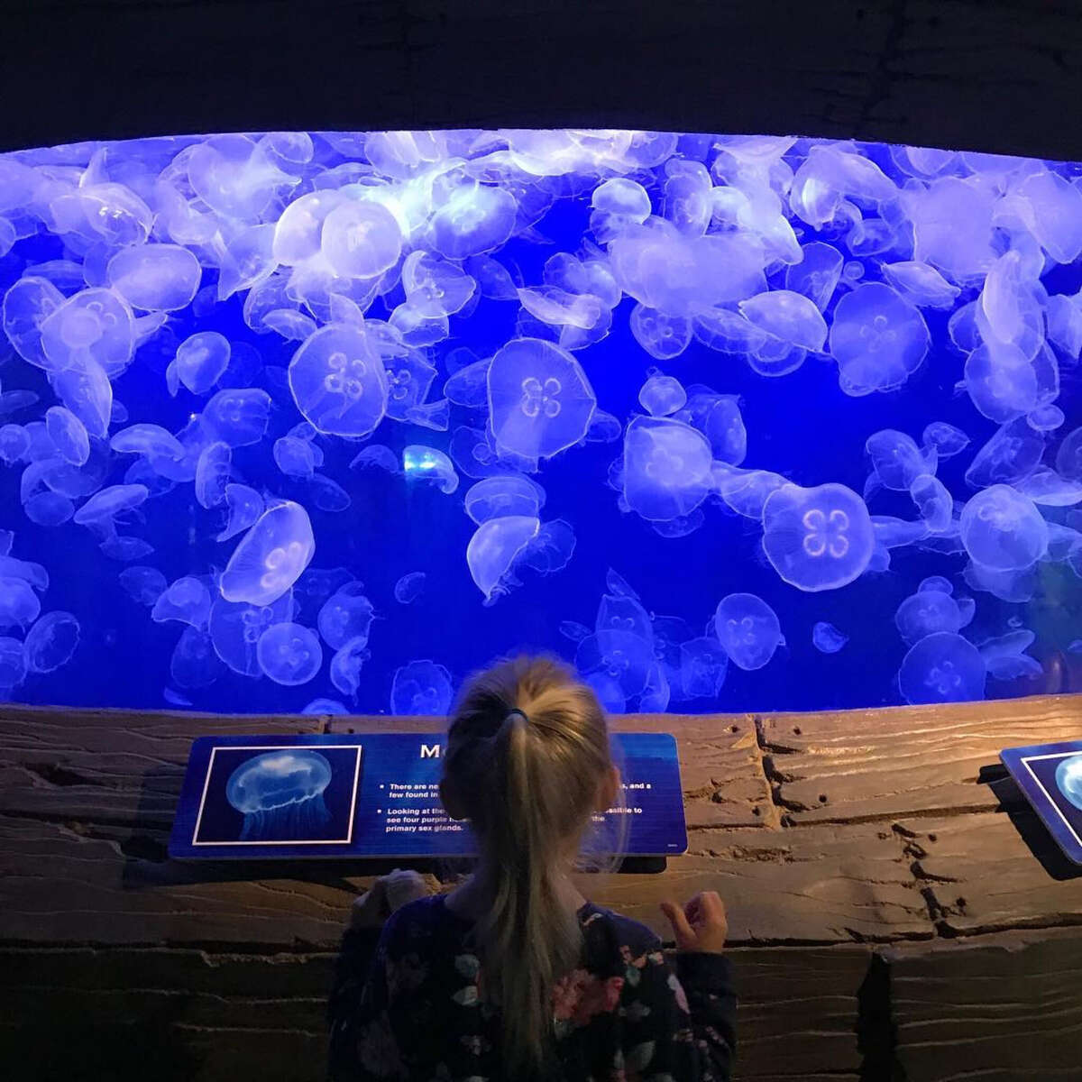 An insider's guide to the Downtown Aquarium in Houston