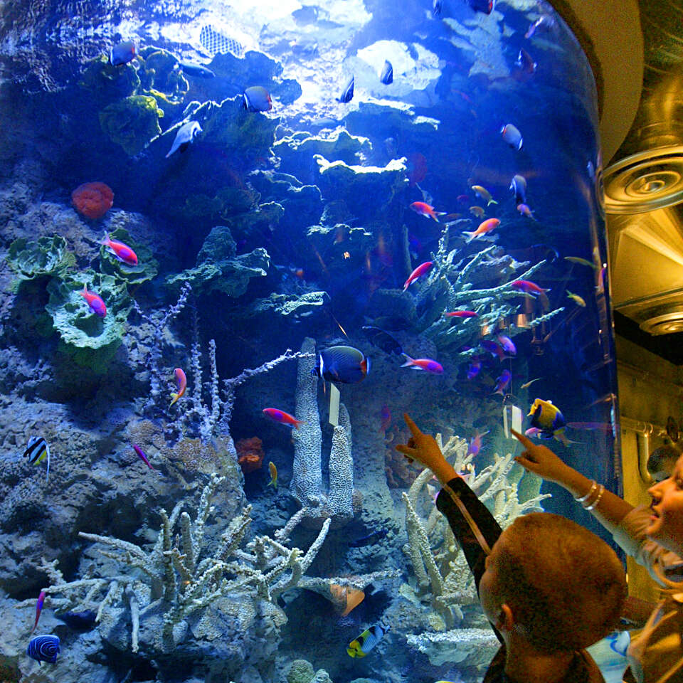 An insider's guide to the Downtown Aquarium in Houston