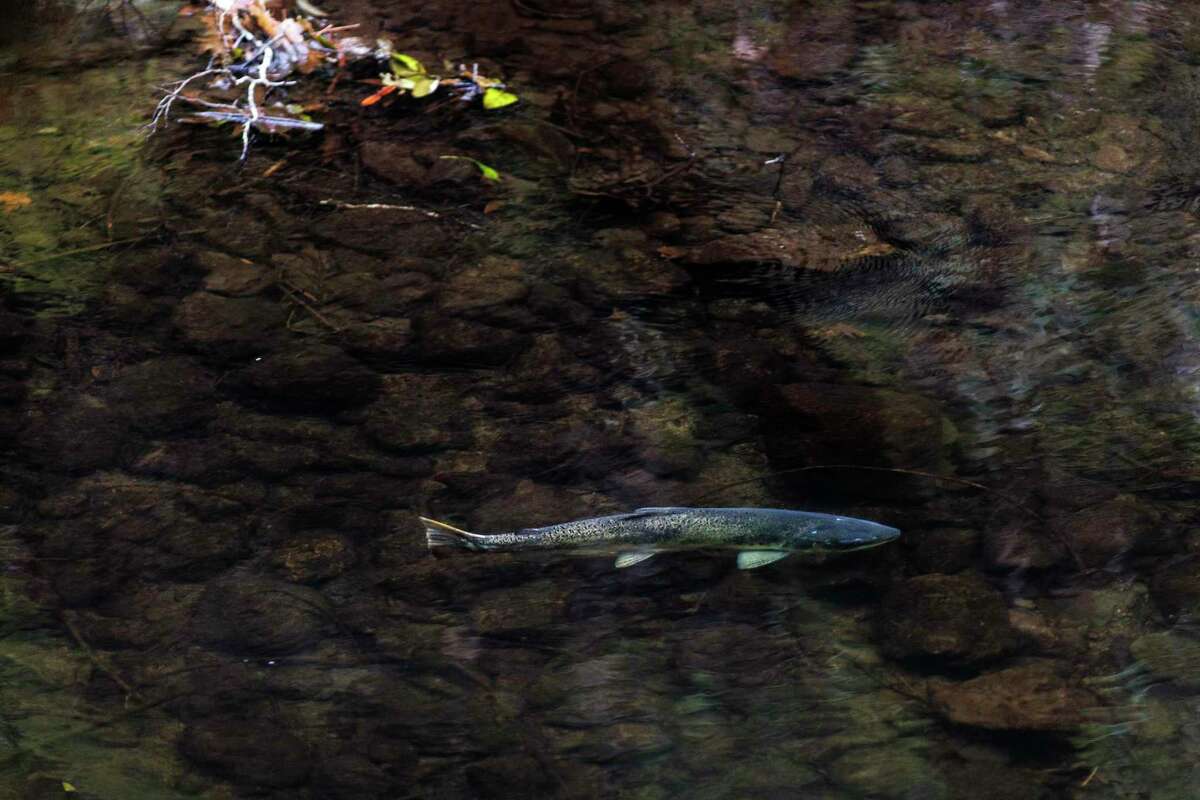 一条银鲑在萨缪尔·p·泰勒州立公园的拉古尼塔斯河游泳。