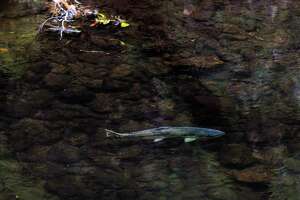 Where to see native salmon splash, jump during their peak season in Bay Area creeks