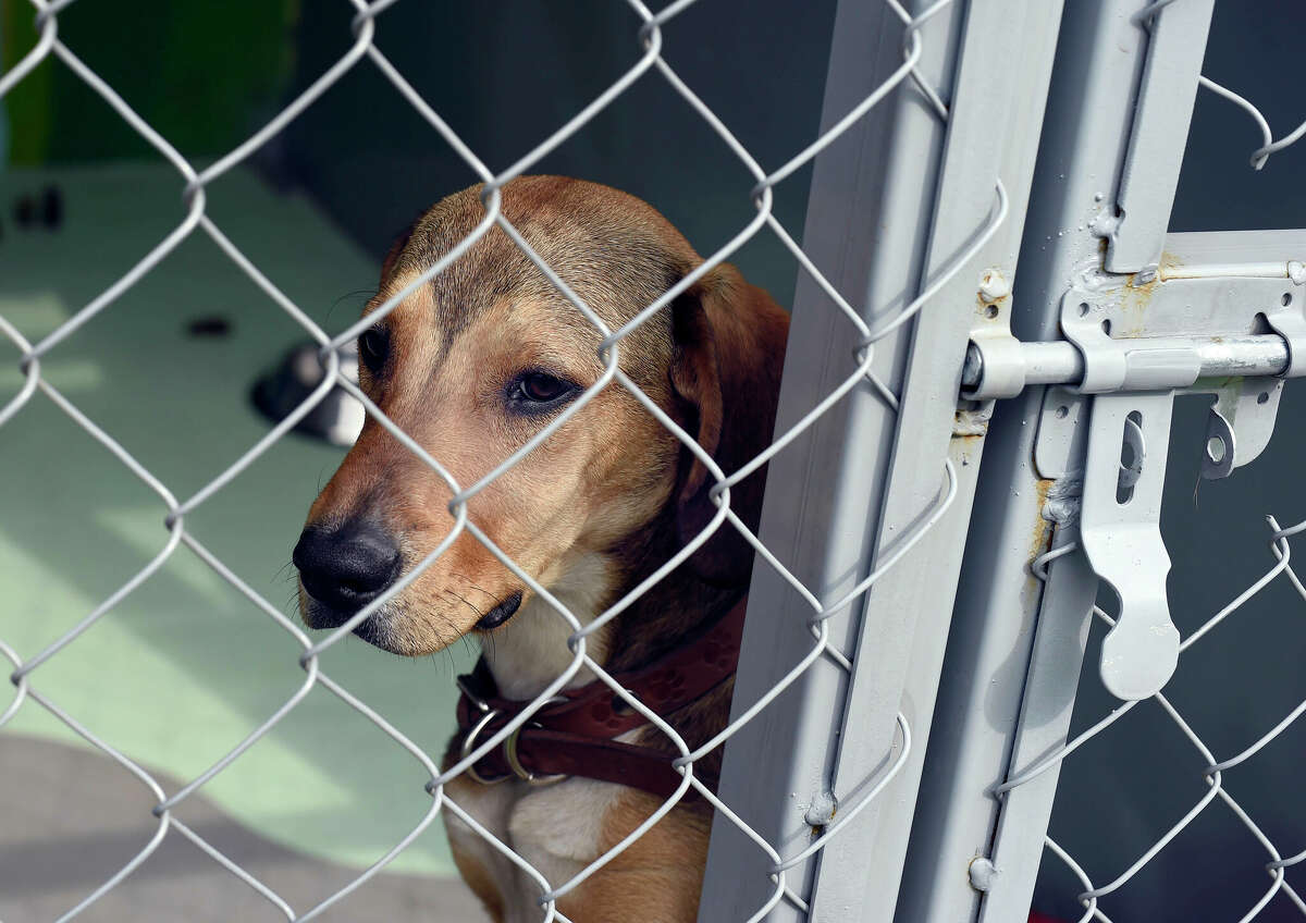 A rescued dog may be fearful of new surroundings, even though living conditions have improved.