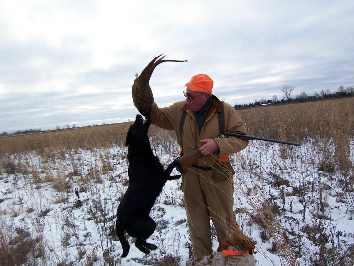 black labs hunting