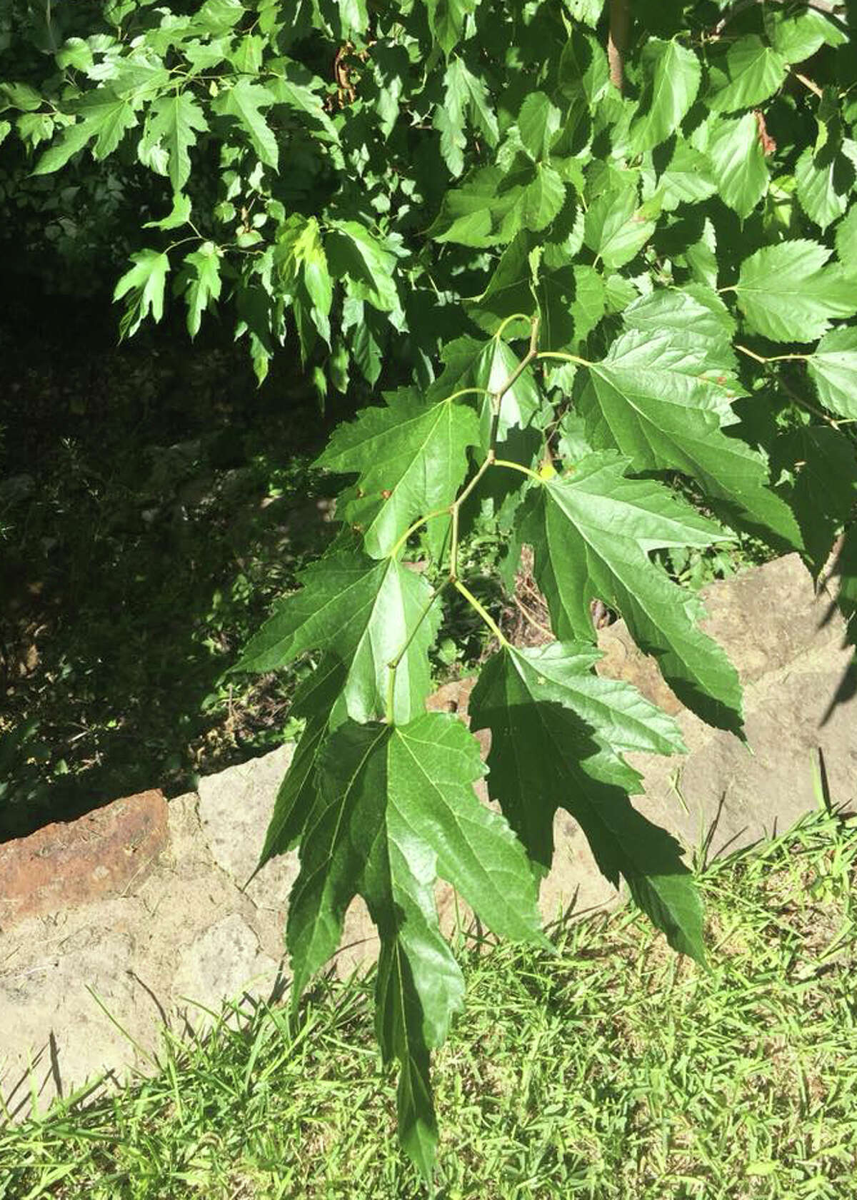One young mulberry tree shows a large change in leaf shape.