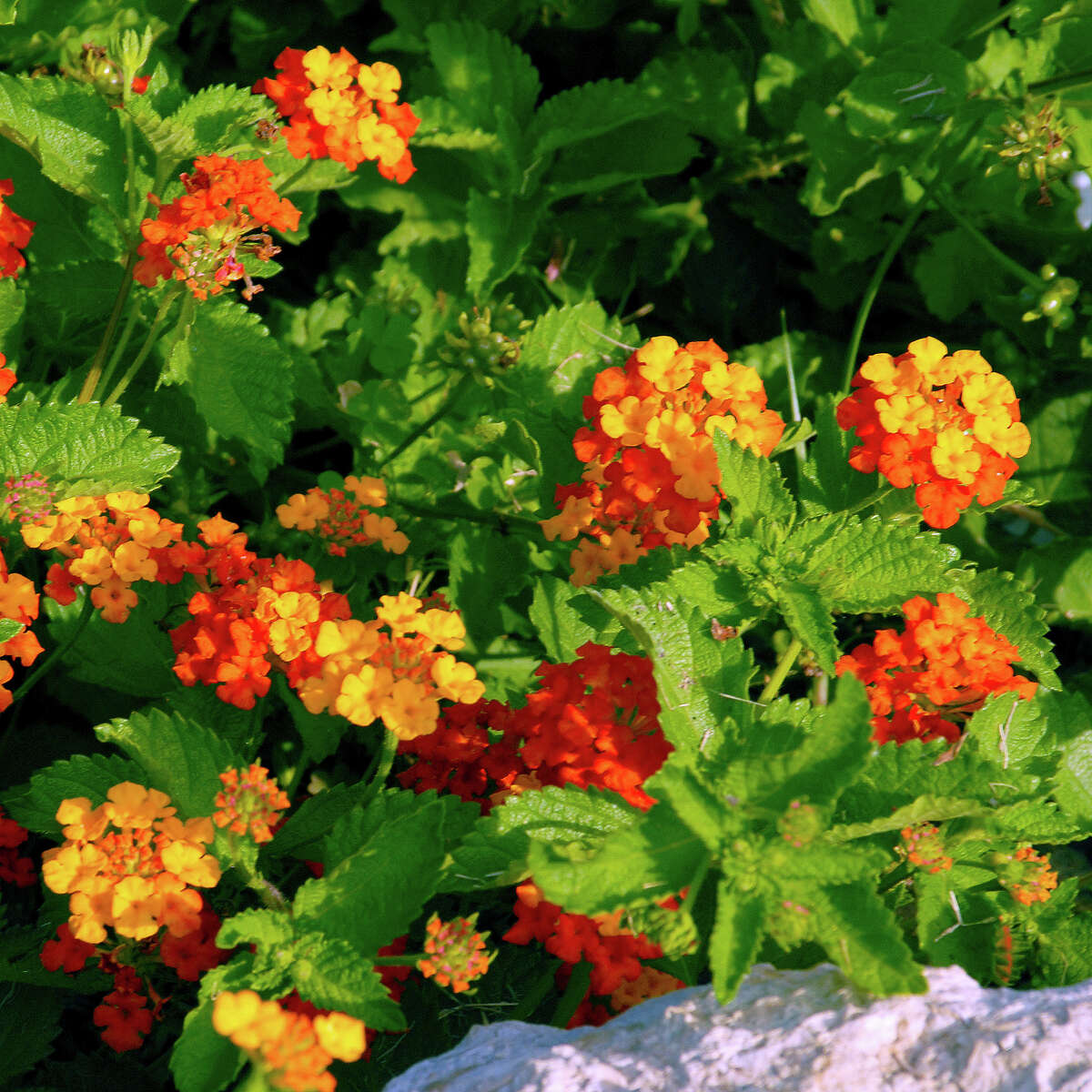 Hardy native perennial lantana blooms in the heat of summer.